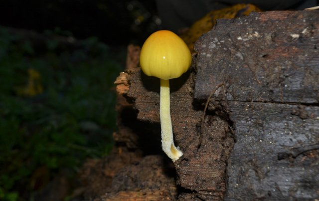 Conocybe sp